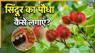 Sindoor ka paudha kaise lagaye