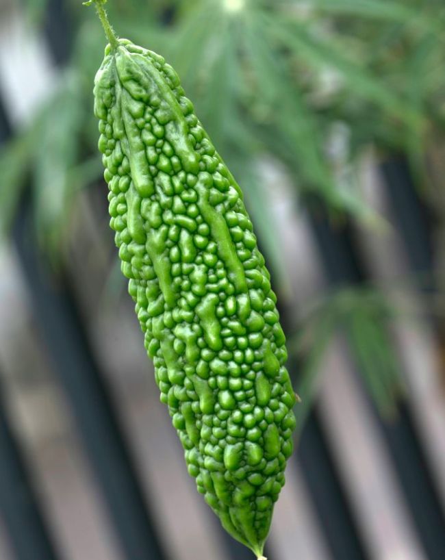 करेला 
