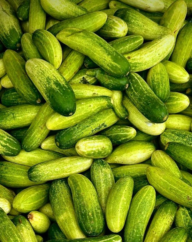 खीरा 