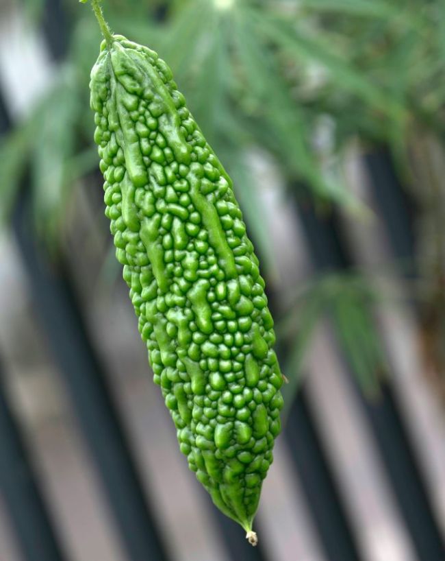 करेला 