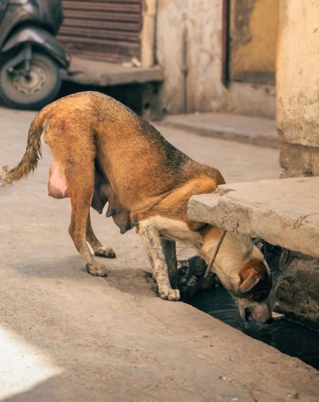 पेड़ों और जलाशयों में आई कमी