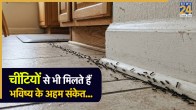 Ants in House Meaning