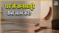 Centipedes In House How To Get Rid
