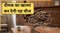 Dimak Termites