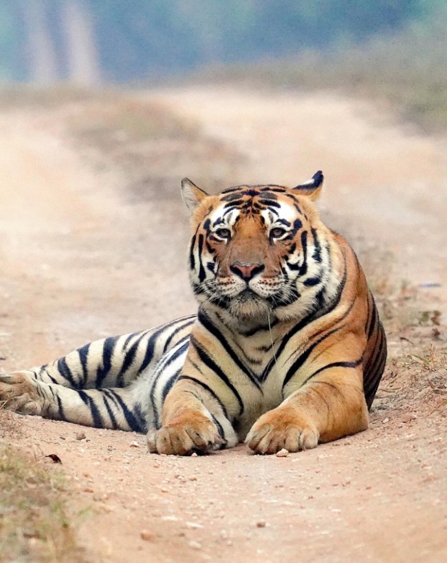 सतपुड़ा टाइगर रिजर्व