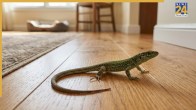 Lizard Walking on Ground