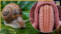 Which Animal  Have 25000 Teeth