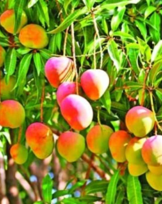 लाल रंग की वजह से दिखता है खास