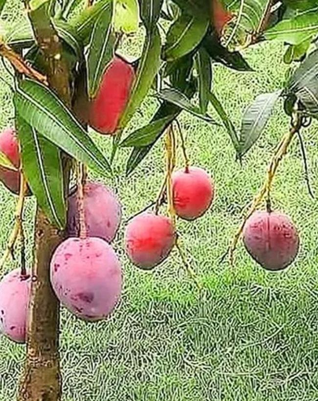 खास तरीके से होती है खेती