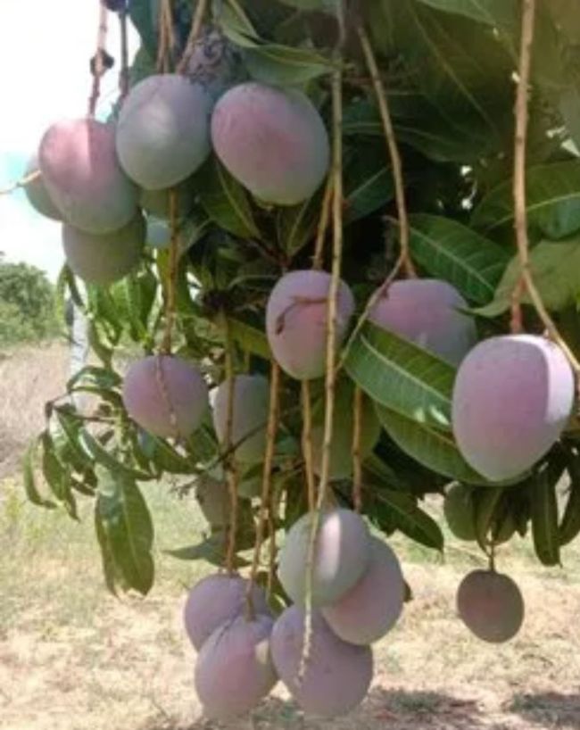 हर आम नहीं बन पाता ‘एग ऑफ द सन’