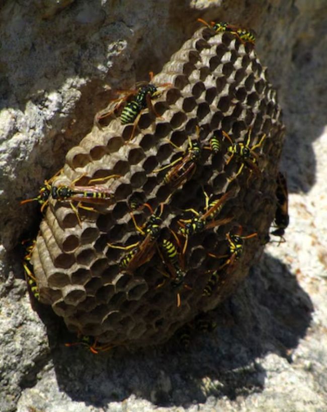 रॉक बी (Apis dorsata)