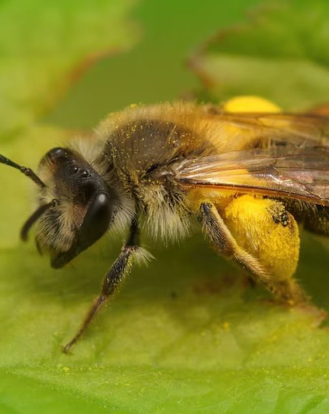 एशियन हनी बी (Apis cerana)
