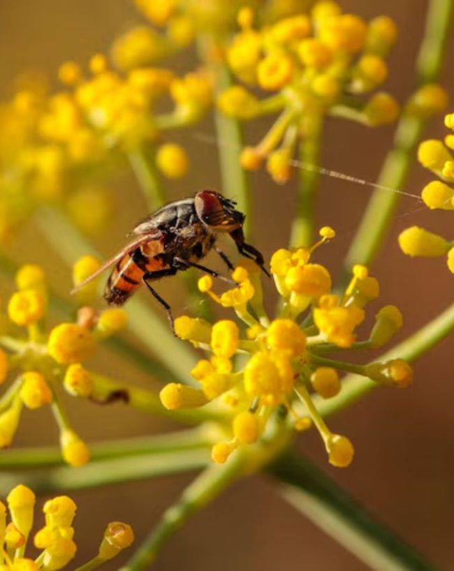 लिटिल हनी बी (Apis florea)