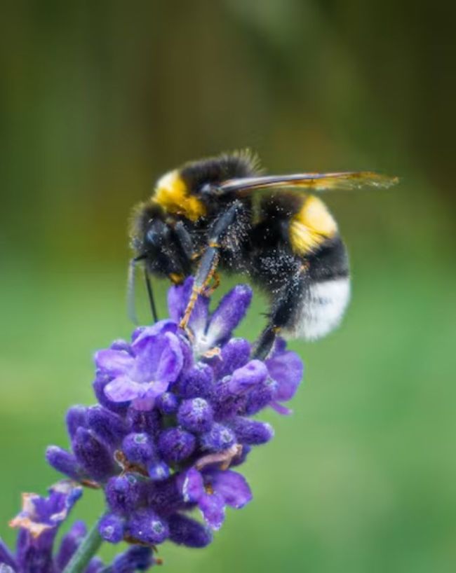 बम्बल बी (Bumblebee)