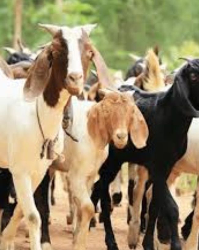 कचरा फैलाने पर भी कार्रवाई