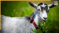 Eid Ul Adha Qurbani Story