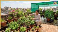 how to prevent plants dry during nautapa