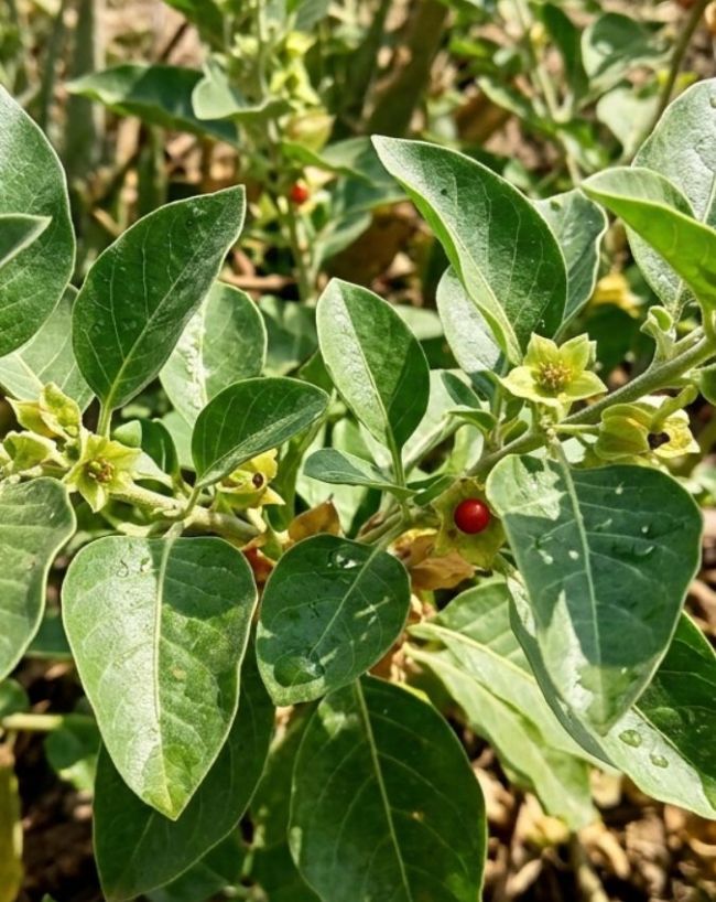 क्यों लगाया गया अश्वगंधा पर बैन 