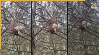 Monkey and Puppy Viral Video