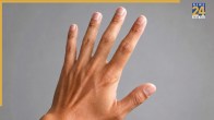 Hand Finger Length