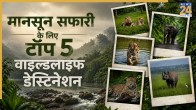 Monsoon Safari in India