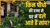 Which plants attract snakes to the house?