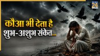Signs From Crows