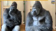 Viral Gorilla Kiyomasa’s Human-Like Reaction