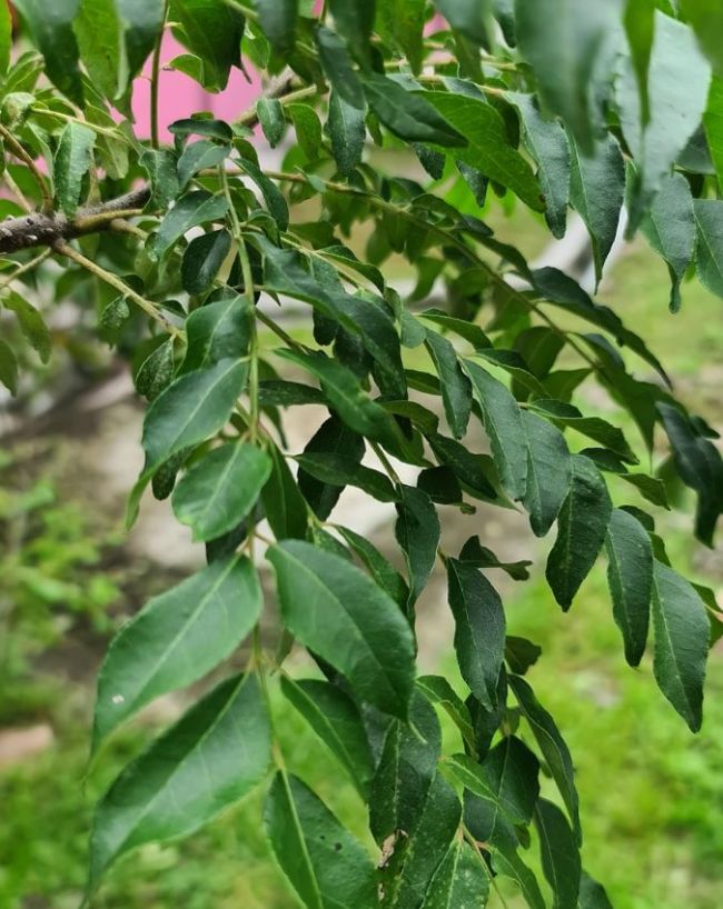 शरीर को डिटॉक्स करना 