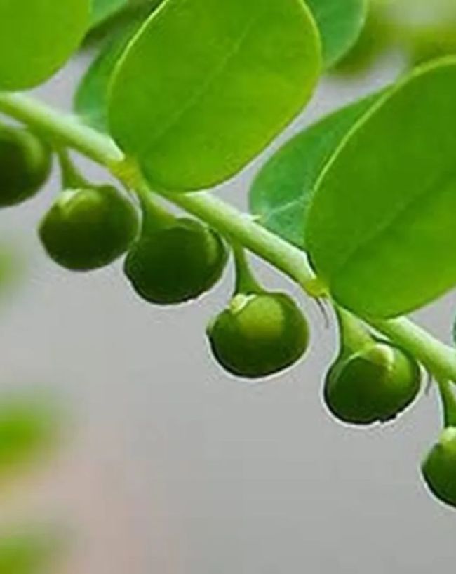क्या होता है भुई आंवला?