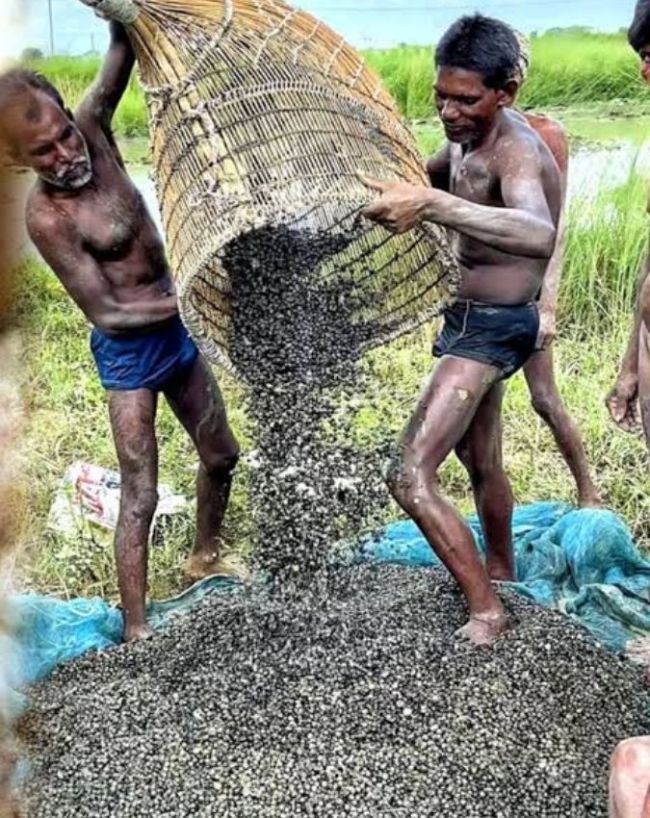हथौड़े से फोड़ा जाता है बीज 