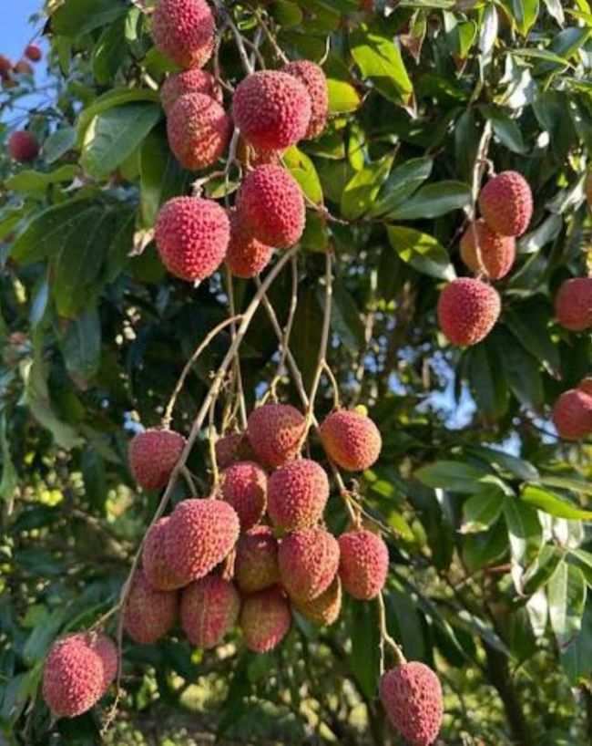 क्या लीची खाना नुकसानदायक है?