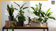 Plants Never Dies