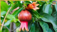 how to grow pomegranate plant at home