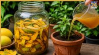 Is mango peel good for fertilizer