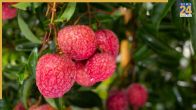 Toxic compound in litchi