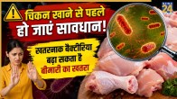 Campylobacter Bacteria