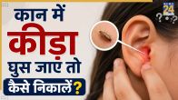 Insect In Ear