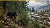Poonch Bear Attack News