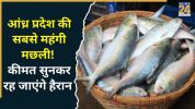Pulasa Fish