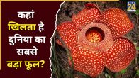 World’s Largest Flower Rafflesia Arnoldii