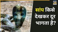 Snakes Big Fears