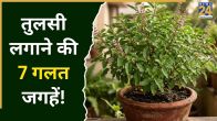 Tulsi