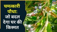 Vaijayanti Plant Vastu Niyam