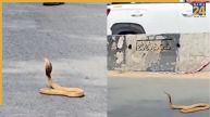 Cobra at Bengaluru Road