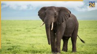 Elephant killed family in Nepal Kathmandu