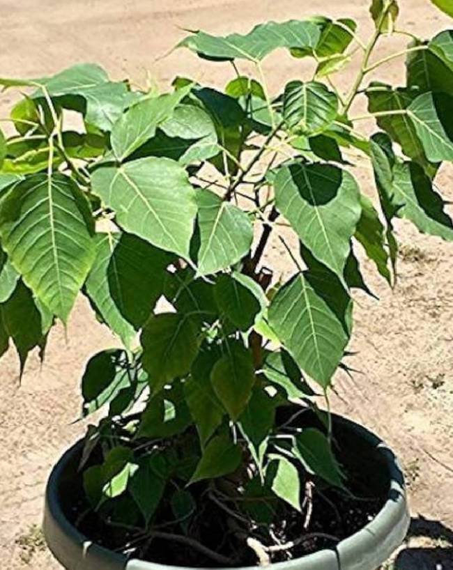 पीपल - त्रिदेवों का वास