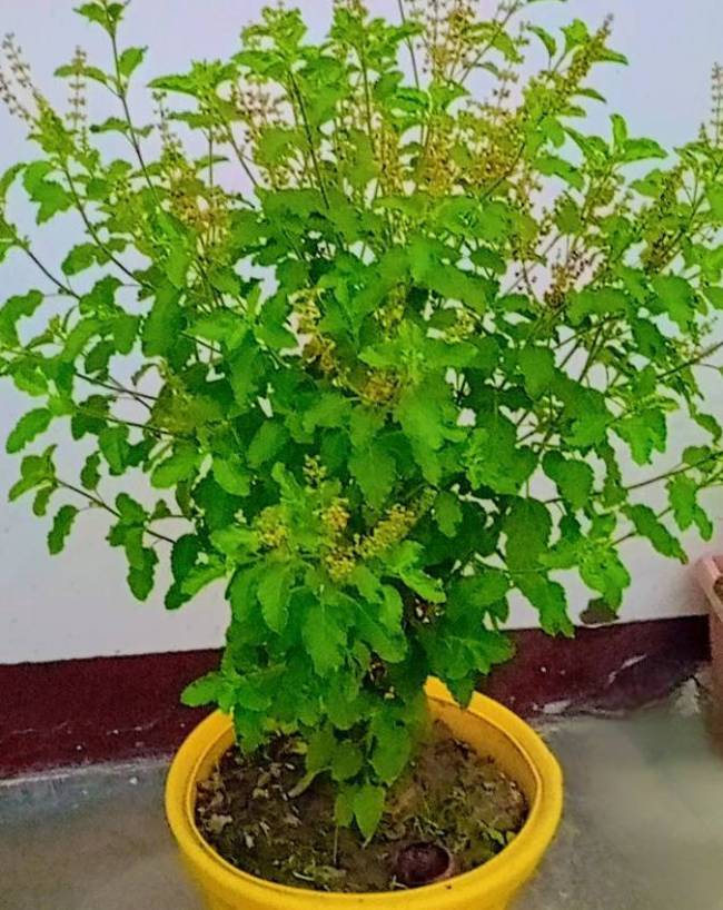 दक्षिण दिशा 