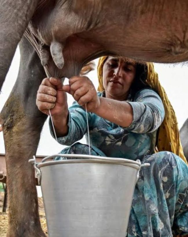 गाय और भैंस के मक्खन के रंग में अंतर क्यों होता है? 