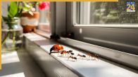 Home Remedies Of Rainy Insect